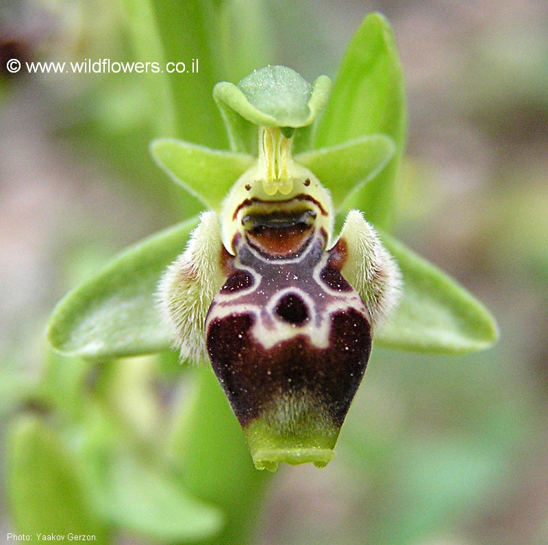 Ophrys umblicata